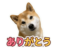 855612458