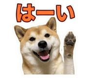 855612460