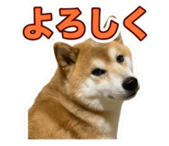 855612462