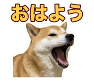 855612464