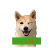855612702