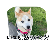 855612704