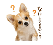 855615610