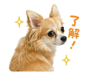855615617