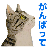 855616253