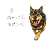 855616316