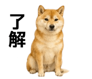 855616516