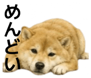 855616520