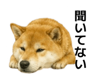 855616527