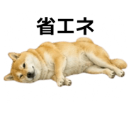 855616531