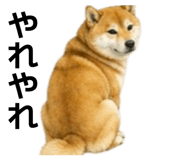 855616534