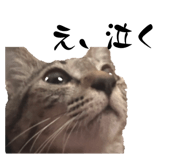 855626504