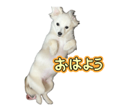 855627929
