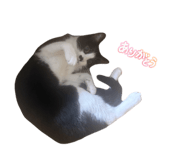 855628002