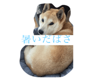 855629030