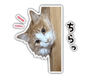 855629196