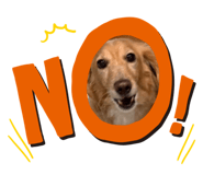 855629339