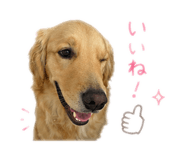 855629431