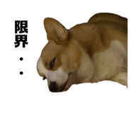 855629523