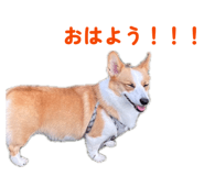855629527
