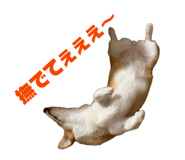 855629540