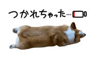 855629550