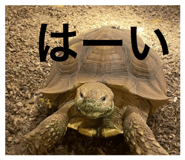 855629727