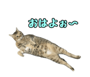855630402