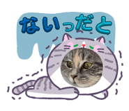 855631411