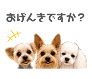855631525