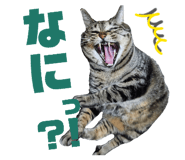 855631938