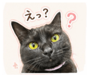 855632087
