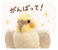 855632700