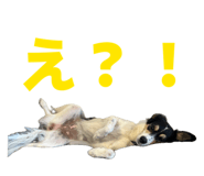 855633826