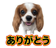 855636680
