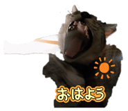 855636707