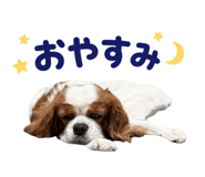 855637183