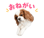 855637192