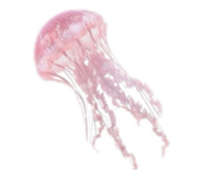 855637266