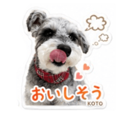855639003