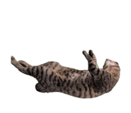 855641186