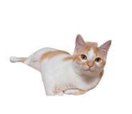 855641187