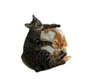 855641192