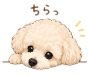 855641433