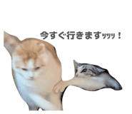 855643025