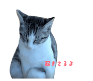 855643032