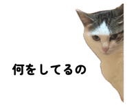 855648124