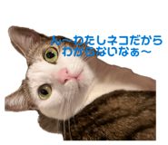 855648126