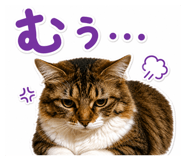 855649091