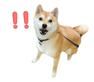855651137